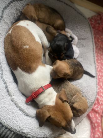 Jack Russel Mix Welpen