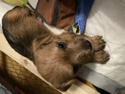 Jack Russel Mix Welpen