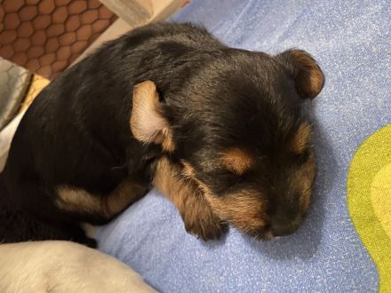 Jack Russel Mix Welpen