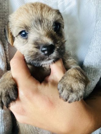 Jack Russel Mix Welpen