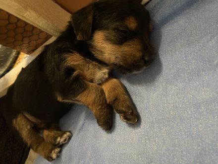 Jack Russel Mix Welpen