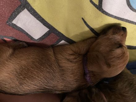 Jack Russel Mix Welpen