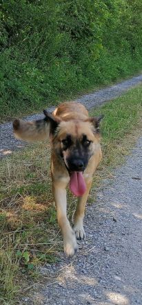 Tolle Mali mix Hündin sucht liebevolles Zuhause