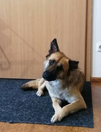 Tolle Mali mix Hündin sucht liebevolles Zuhause