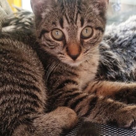 Katzenkind in liebevolle Hände