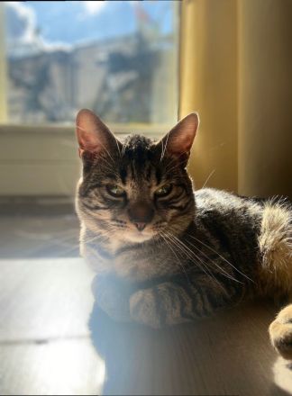 Katzenkind in liebevolle Hände