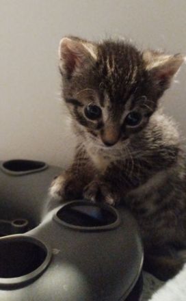 Katzenkind in liebevolle Hände