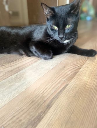 Katzenkind in liebevolle Hände