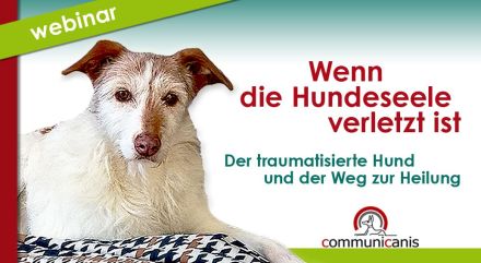 Wenn die Hundeseele verletzt ist. Trauma bei Tieren. 14.02.25