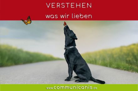 Wenn die Hundeseele verletzt ist. Trauma bei Tieren. 14.02.25