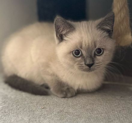 BKH Kitten Blue und Blue Point