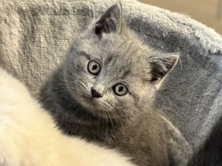 BKH Kitten Blue und Blue Point