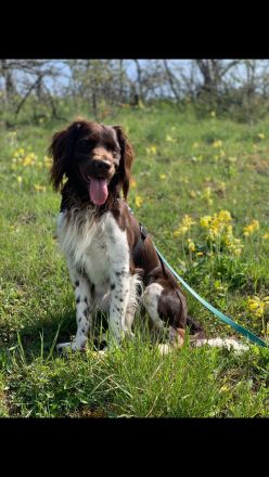 Schäferhund/Hovawart Mixwelpen