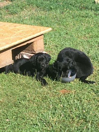 Schäferhund/Hovawart Mixwelpen