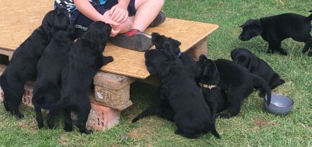 Schäferhund/Hovawart Mixwelpen