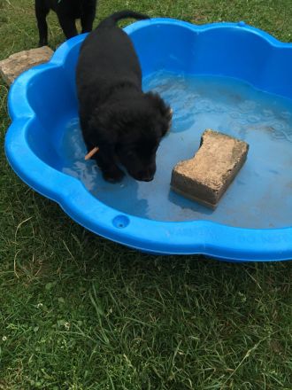 Schäferhund/Hovawart Mixwelpen