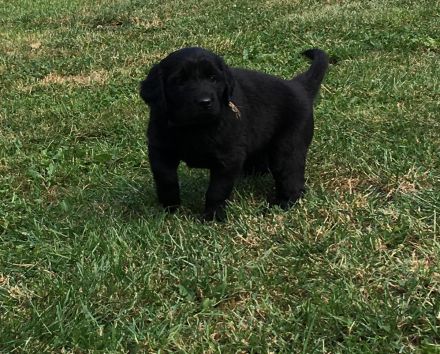 Schäferhund/Hovawart Mixwelpen