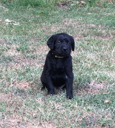 Schäferhund/Hovawart Mixwelpen