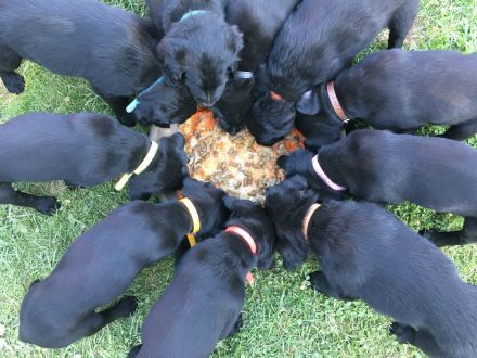 Schäferhund/Hovawart Mixwelpen