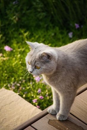 BKH/- Norwegischer Waldkatzenmix, Kitten weiblich