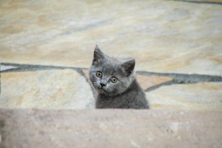 BKH/- Norwegischer Waldkatzenmix, Kitten weiblich