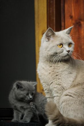 BKH/- Norwegischer Waldkatzenmix, Kitten weiblich