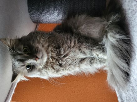 BKH/- Norwegischer Waldkatzenmix, Kitten weiblich