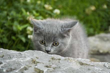 BKH/- Norwegischer Waldkatzenmix, Kitten weiblich