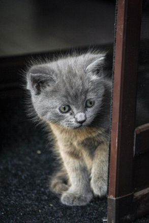 BKH/- Norwegischer Waldkatzenmix, Kitten weiblich