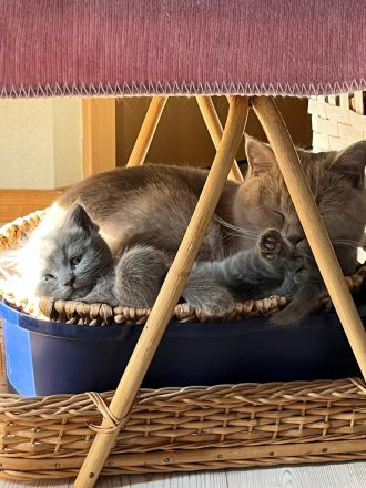 BKH/- Norwegischer Waldkatzenmix, Kitten weiblich