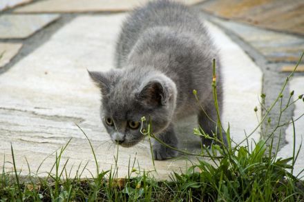 BKH/- Norwegischer Waldkatzenmix, Kitten weiblich