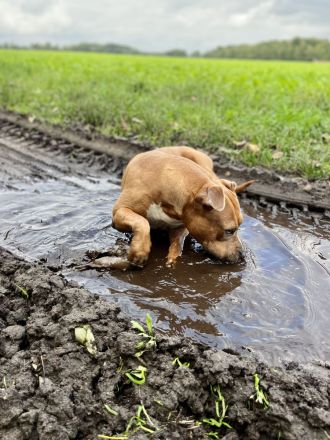 American Staffordshire Terrier Hündin Amstaff