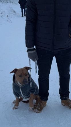 American Staffordshire Terrier Hündin Amstaff