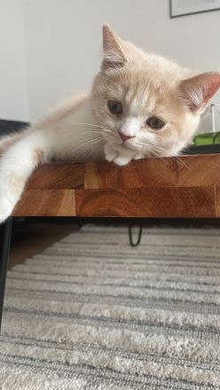 Britisch Persisch Mix Kater