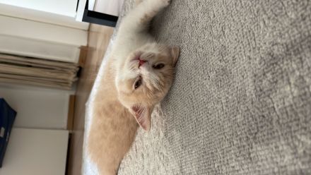 Britisch Persisch Mix Kater