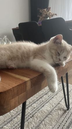 Britisch Persisch Mix Kater