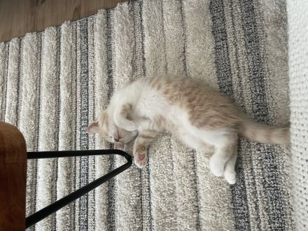 Britisch Persisch Mix Kater