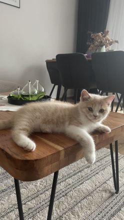 Britisch Persisch Mix Kater