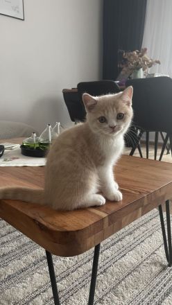 Britisch Persisch Mix Kater