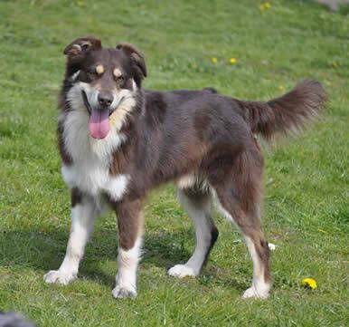 Australian Shepherd Welpen mit ASCA Papieren