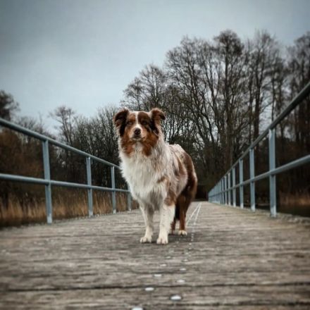 Australian Shepherd Welpen mit ASCA Papieren