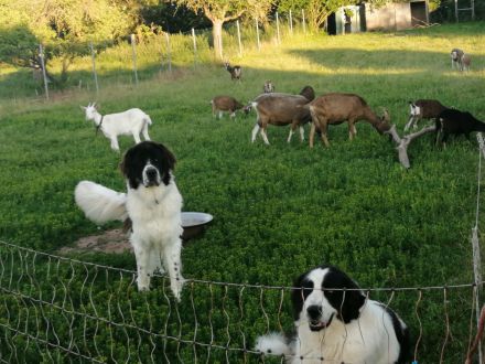 Ciobănesc românesc de bucovina Welpen