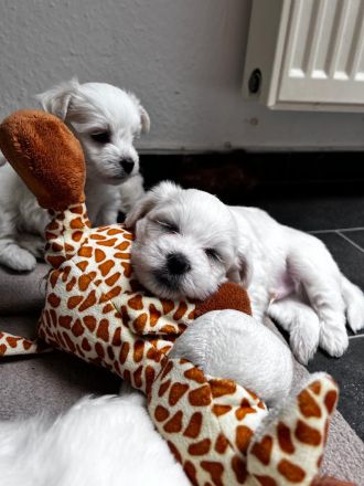 Malteser Welpen