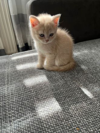 BKH/BLH Abgabe 15.07.23