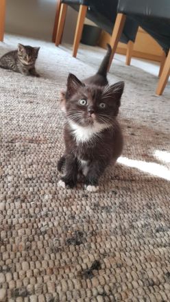 Babykatzen - Seelenkatzen aus liebevoller Haltung