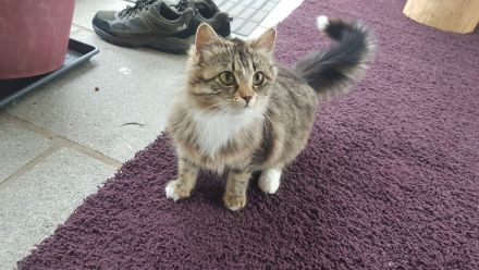 Babykatzen - Seelenkatzen aus liebevoller Haltung