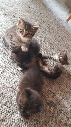 Babykatzen - Seelenkatzen aus liebevoller Haltung