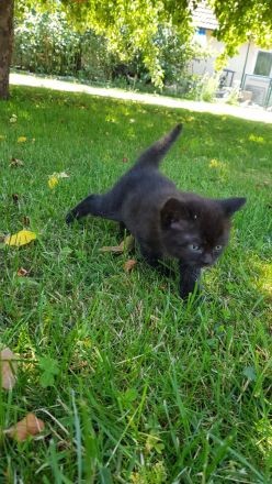 Babykatzen - Seelenkatzen aus liebevoller Haltung