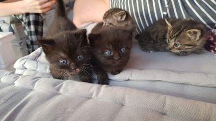 Babykatzen - Seelenkatzen aus liebevoller Haltung