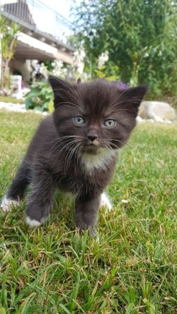 Babykatzen - Seelenkatzen aus liebevoller Haltung